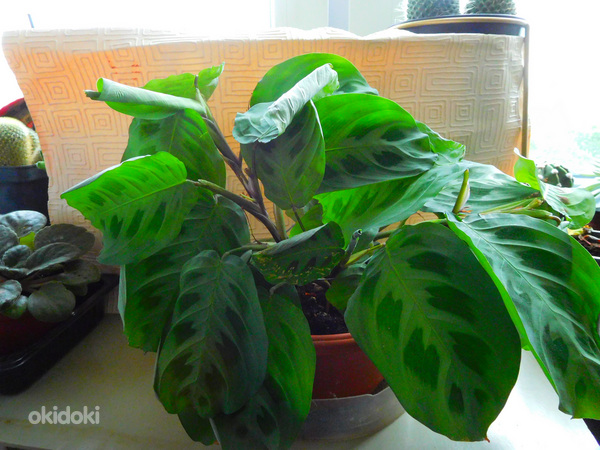 Valgeveeniline maranta