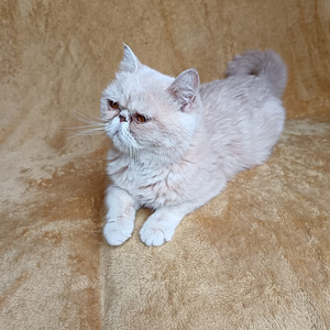 Aikuinen naaras kissa 5v (4 valokuva sivusta 5)