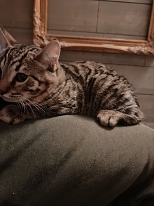 Sekarotuiset uros pennut (4 valokuva sivusta 9)