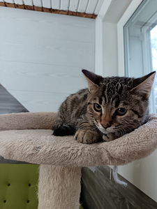 Sekarotuiset uros pennut (9 valokuva sivusta 9)