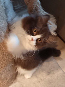 Brittiläinen poika (2 valokuva sivusta 5)