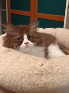 Brittiläinen poika (3 valokuva sivusta 5)