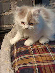 Brittiläinen poika (3 valokuva sivusta 5)