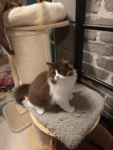 Brittiläinen uros kissanpentu (1 valokuva sivusta 6)