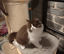 Brittiläinen uros kissanpentu