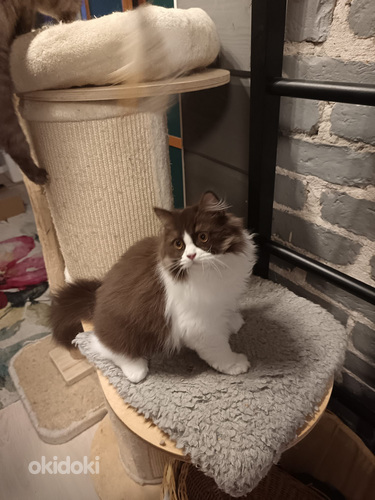 Brittiläinen uros kissanpentu