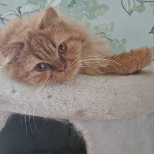 Brittiläinen uros (2 valokuva sivusta 5)