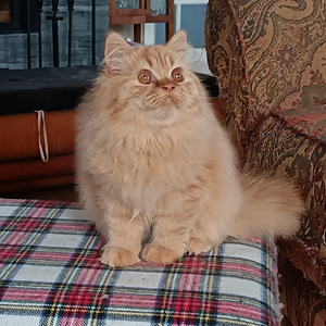 Brittiläinen uros (3 valokuva sivusta 5)