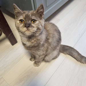 Brittiläinen tyttö (1 valokuva sivusta 5)