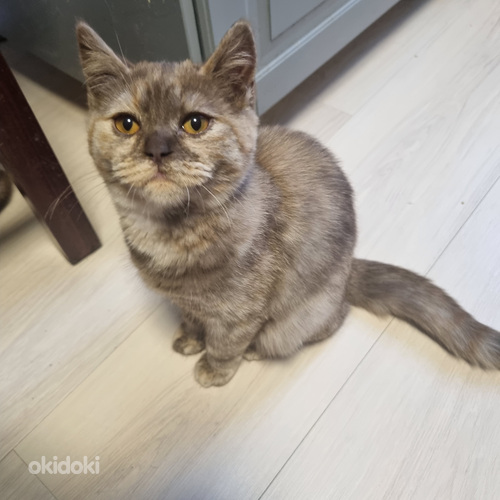 Brittiläinen tyttö