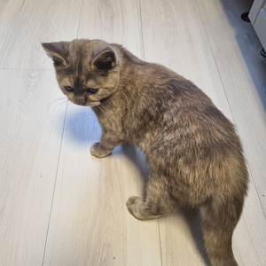 Brittiläinen tyttö (3 valokuva sivusta 5)