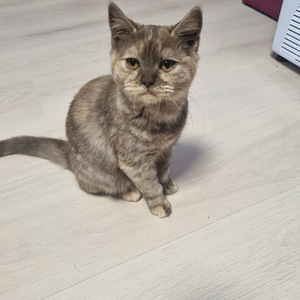 Brittiläinen tyttö (4 valokuva sivusta 5)