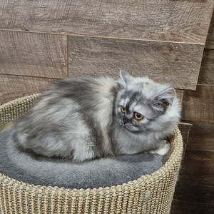 Luovutusikäinen Brittiläinen tyttö (1 valokuva sivusta 5)