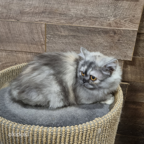 Luovutusikäinen Brittiläinen tyttö