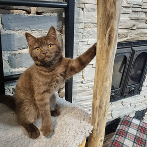 Brittiläinen suklaa värinen poika (1 valokuva sivusta 5)