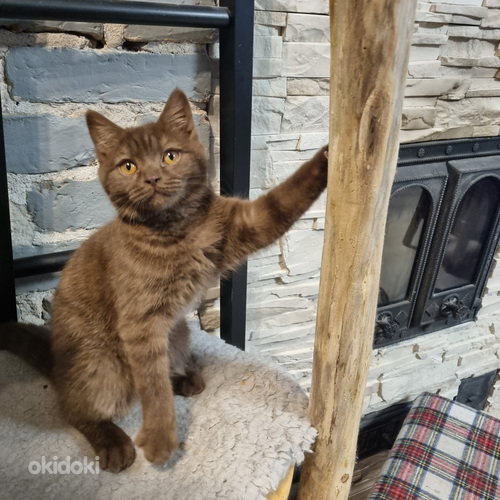 Brittiläinen suklaa värinen poika