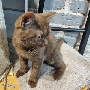 Brittiläinen suklaa värinen poika (5 valokuva sivusta 5)