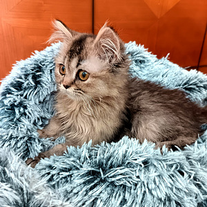 Ihana pieni tyttö kissanpentu (1 valokuva sivusta 4)