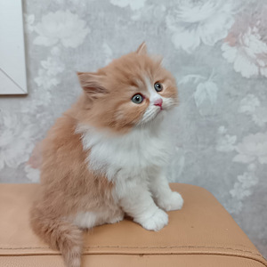 Tyttö ja poika brittiläiset (6 valokuva sivusta 10)