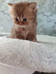 Brittiläiset pennut (2 valokuva sivusta 7)