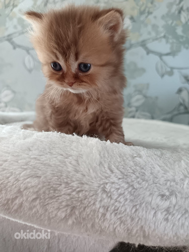 Brittiläiset pennut