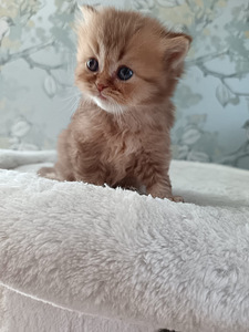 Brittiläiset pennut (4 valokuva sivusta 7)