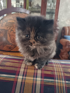 Brittiläinen kilpikonna värinen tyttö kissanpentu (1 valokuva sivusta 8)