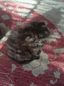 Brittiläinen kilpikonna värinen tyttö kissanpentu (4 valokuva sivusta 8)