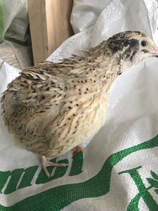 Vutid, fööniksid ja teksaslased (3 foto / 4)