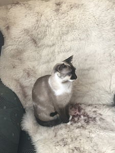 Siiami kass ootab peigmeest (1 foto / 2)