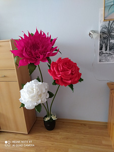 Kasvu lilled (9 foto / 10)
