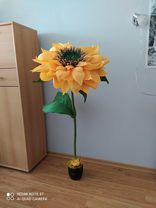 Kasvu lilled (2 foto / 10)