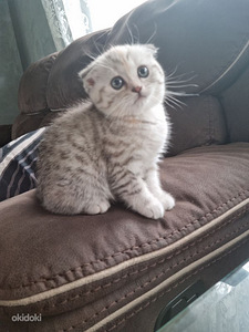 Scottish fold kassipoeg (3 foto / 3)