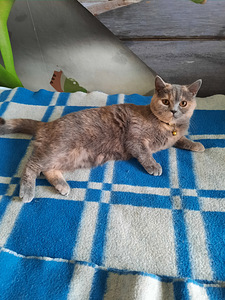 Котенок скоттиш страйт, девочка (1 фото из 2)