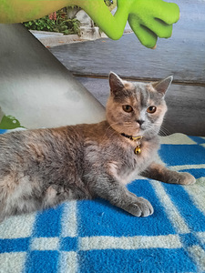 Котенок скоттиш страйт, девочка (2 фото из 2)