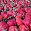 Maasika müüa (foto #1)