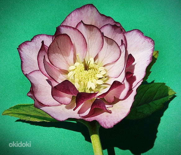 Helleborus topeltõielised Flash, Purp, Red, Pink
