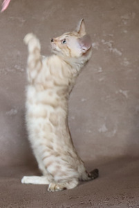 Бенгальские котята (7 фото из 7)