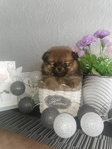 Pomerānijas (6 foto no 10)