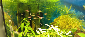 Noored danio (1 foto / 2)