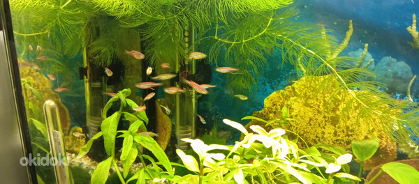 Noored danio