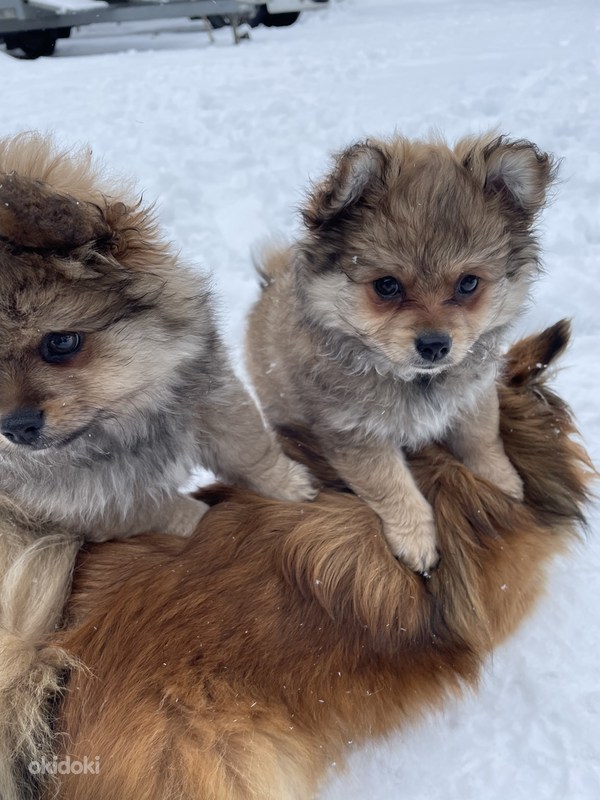 Spitsi kutsikad Paide, Paide linn, Järvamaa Loomad, Koerad osta ja müü okidoki