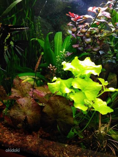 Akvaariumi taimed, plats, gupid (foto #2)