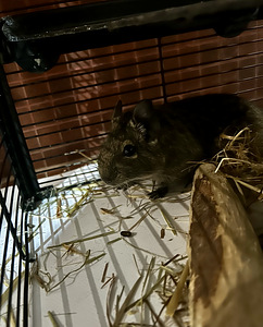 Degu Дегу (1 фото из 3)