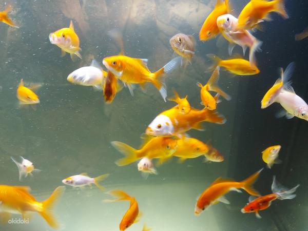 Müüa kuldkala (foto #1)