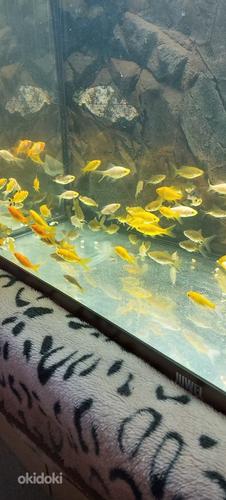 Золотые рыбки (фото #1)