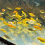 Золотые рыбки (фото #2)