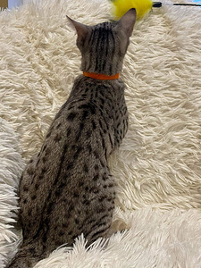 Savannah F5 SBT (8 foto / 10)