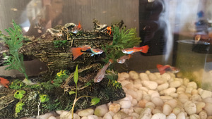 Guppy, Lasnamäe (1 foto / 2)