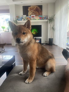 Shiba inu (2 foto / 4)